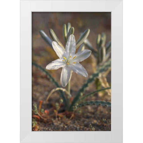 California, Anza-Borrego Desert Lily flowers White Modern Wood Framed Art Print by Talbot Frank, Christopher