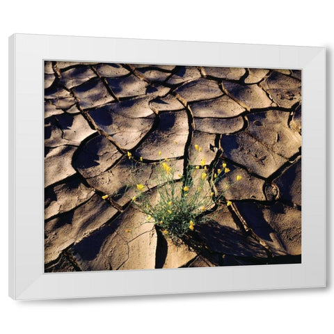 CA, Anza-Borrego Desert Poppy in cracked mud White Modern Wood Framed Art Print by Talbot Frank, Christopher