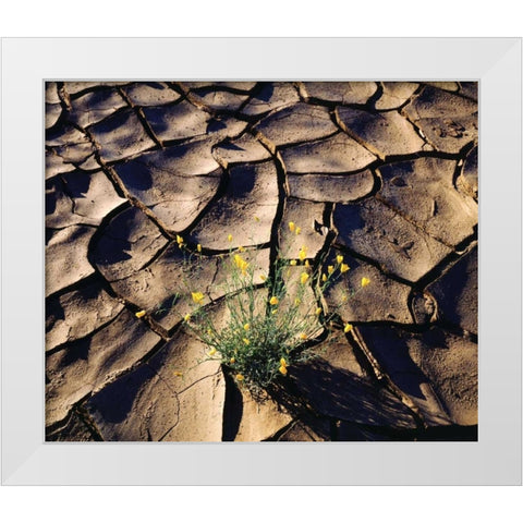CA, Anza-Borrego Desert Poppy in cracked mud White Modern Wood Framed Art Print by Talbot Frank, Christopher