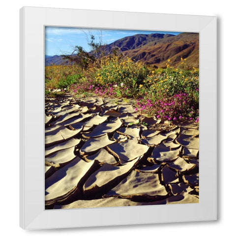 CA, Anza-Borrego Desert Poppy in cracked mud White Modern Wood Framed Art Print by Talbot Frank, Christopher