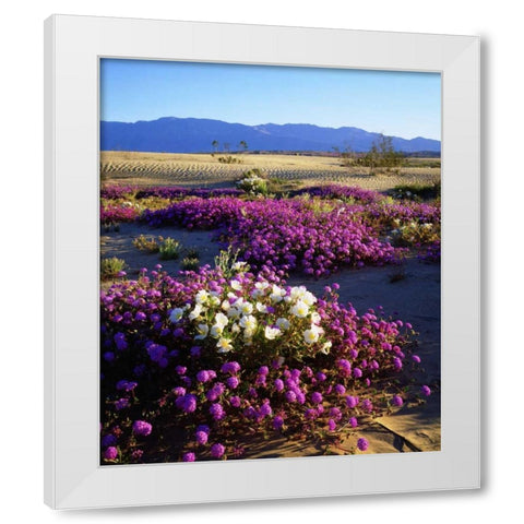 California, Anza-Borrego Desert Desert Poppies White Modern Wood Framed Art Print by Talbot Frank, Christopher