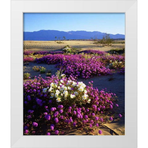 California, Anza-Borrego Desert Desert Poppies White Modern Wood Framed Art Print by Talbot Frank, Christopher