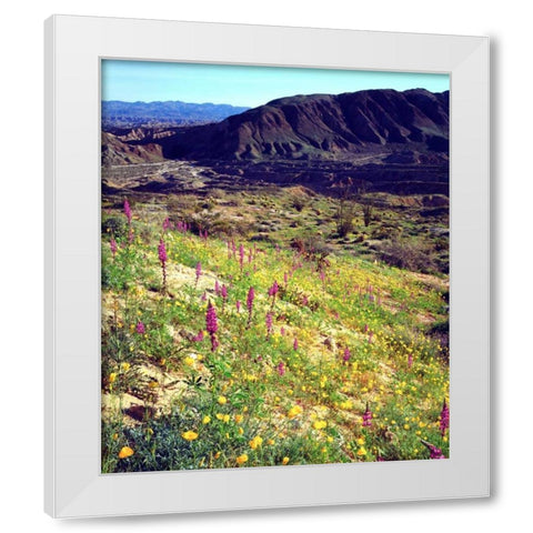 California, Anza-Borrego Desert Desert Poppies White Modern Wood Framed Art Print by Talbot Frank, Christopher