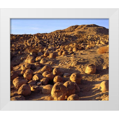 California, Anza-Borrego Desert Pumpkin Patch White Modern Wood Framed Art Print by Talbot Frank, Christopher