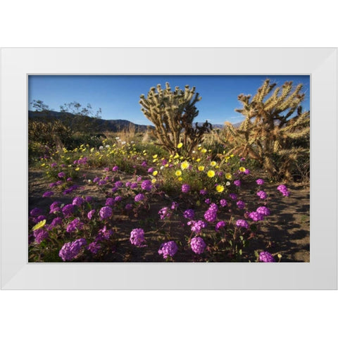 CA, Anza-Borrego Desert flowers and Cholla White Modern Wood Framed Art Print by Talbot Frank, Christopher