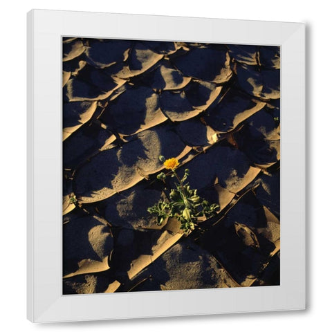 CA, Anza-Borrego Desert Sunflower in Cracked Mud White Modern Wood Framed Art Print by Talbot Frank, Christopher