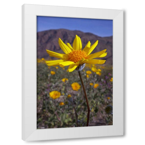 California, Anza-Borrego Desert Sunflowers White Modern Wood Framed Art Print by Talbot Frank, Christopher