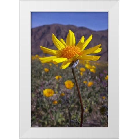 California, Anza-Borrego Desert Sunflowers White Modern Wood Framed Art Print by Talbot Frank, Christopher