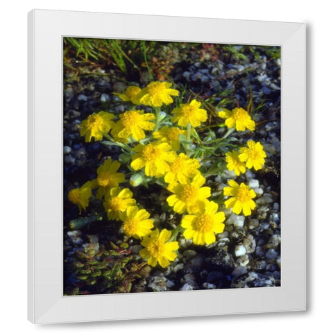 CA, Anza-Borrego Morning Dew on Daisy flowers White Modern Wood Framed Art Print by Talbot Frank, Christopher