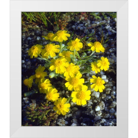 CA, Anza-Borrego Morning Dew on Daisy flowers White Modern Wood Framed Art Print by Talbot Frank, Christopher