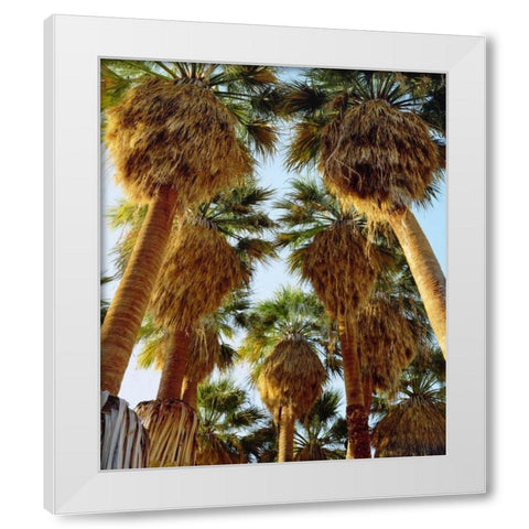California, Anza-Borrego Desert Fan Palm trees White Modern Wood Framed Art Print by Talbot Frank, Christopher