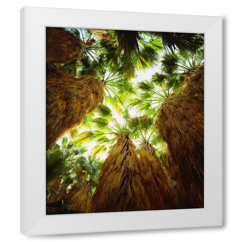 California, Anza-Borrego Desert Fan Palm trees White Modern Wood Framed Art Print by Talbot Frank, Christopher