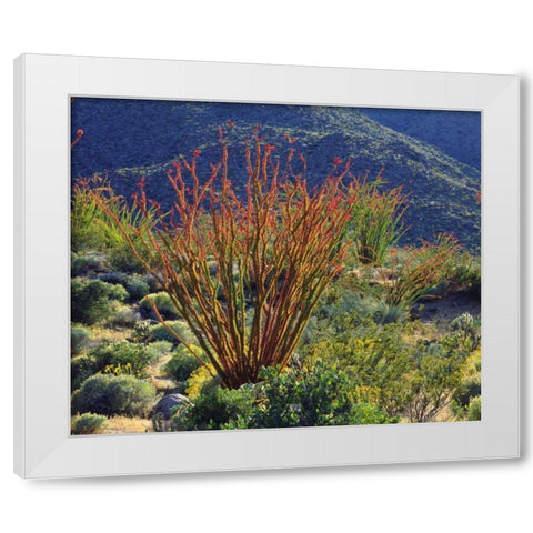 California, Anza-Borrego Ocotillo flowers White Modern Wood Framed Art Print by Talbot Frank, Christopher