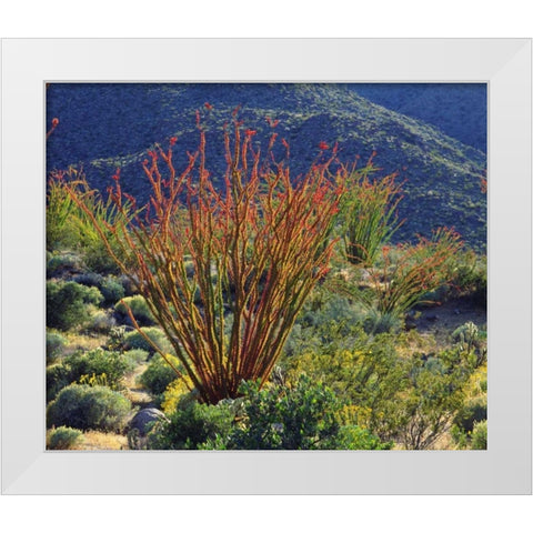 California, Anza-Borrego Ocotillo flowers White Modern Wood Framed Art Print by Talbot Frank, Christopher