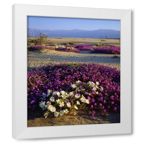 California, Anza-Borrego Desert Desert flowers White Modern Wood Framed Art Print by Talbot Frank, Christopher