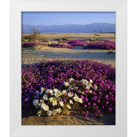 California, Anza-Borrego Desert Desert flowers White Modern Wood Framed Art Print by Talbot Frank, Christopher