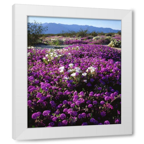 CA, Anza-Borrego Desert wildflowers White Modern Wood Framed Art Print by Talbot Frank, Christopher
