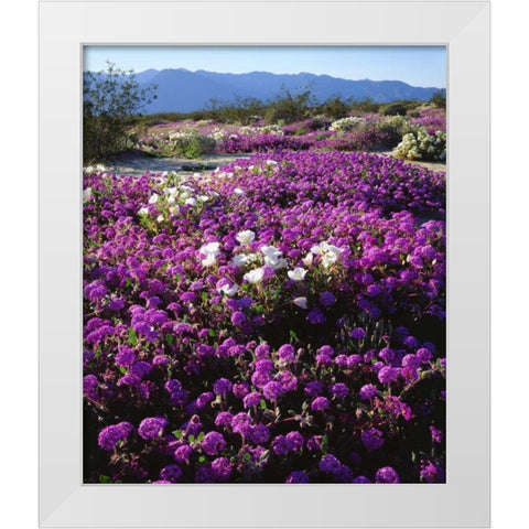CA, Anza-Borrego Desert wildflowers White Modern Wood Framed Art Print by Talbot Frank, Christopher