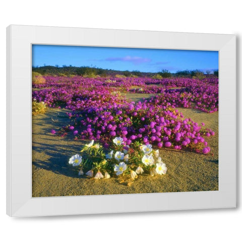 CA, Anza-Borrego Desert wildflowers White Modern Wood Framed Art Print by Talbot Frank, Christopher