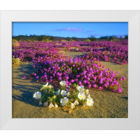 CA, Anza-Borrego Desert wildflowers White Modern Wood Framed Art Print by Talbot Frank, Christopher