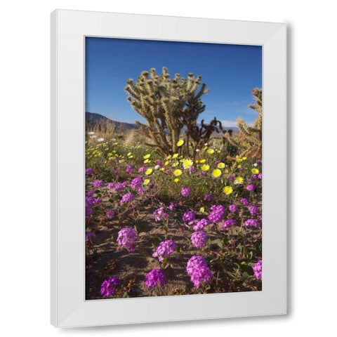 CA, Anza-Borrego Sand Verbena and Cholla Cacti White Modern Wood Framed Art Print by Talbot Frank, Christopher