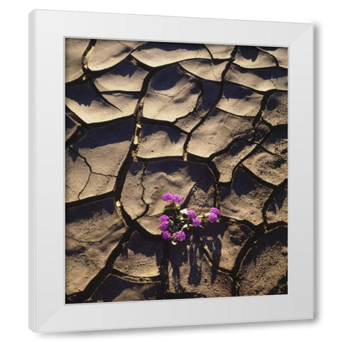 California, Anza-Borrego Desert Sand Verbena White Modern Wood Framed Art Print by Talbot Frank, Christopher