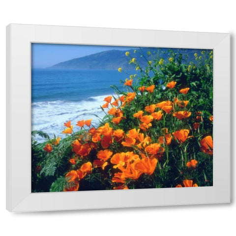 CA, California Poppies along the Pacific Coast White Modern Wood Framed Art Print by Talbot Frank, Christopher