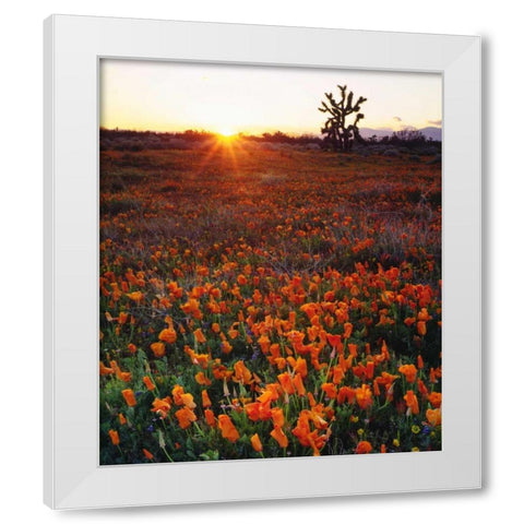 CA, California Poppies and a Joshua Tree White Modern Wood Framed Art Print by Talbot Frank, Christopher