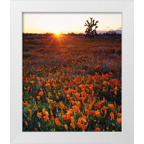 CA, California Poppies and a Joshua Tree White Modern Wood Framed Art Print by Talbot Frank, Christopher