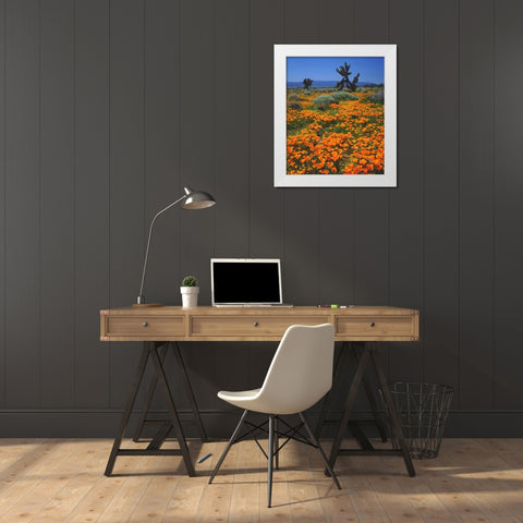 CA, California Poppies and a Joshua Tree White Modern Wood Framed Art Print by Talbot Frank, Christopher