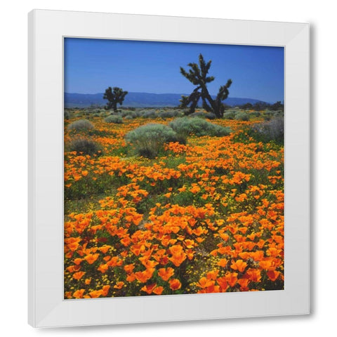 CA, California Poppies and a Joshua Tree White Modern Wood Framed Art Print by Talbot Frank, Christopher
