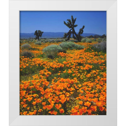 CA, California Poppies and a Joshua Tree White Modern Wood Framed Art Print by Talbot Frank, Christopher