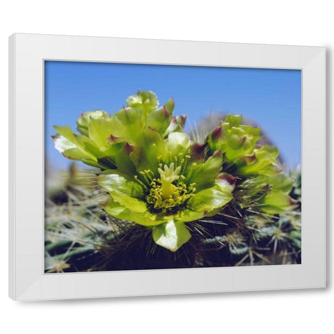CA, Cholla Cactus flowers in Valley of the Moon White Modern Wood Framed Art Print by Talbot Frank, Christopher