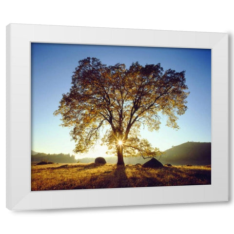 California, Cleveland NF Black Oak Trees, Autumn White Modern Wood Framed Art Print by Talbot Frank, Christopher