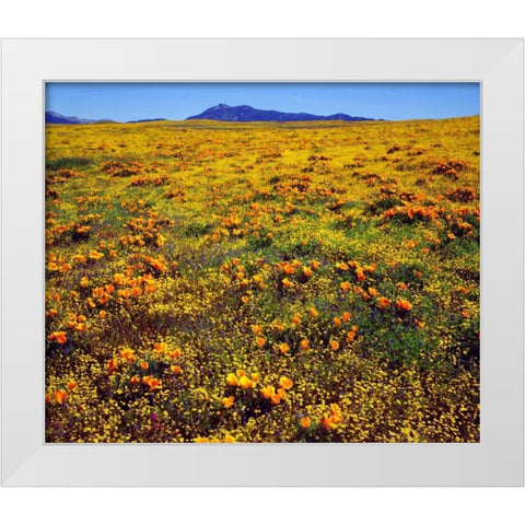CA, Cleveland NF California poppies cover a hill White Modern Wood Framed Art Print by Talbot Frank, Christopher