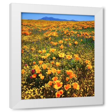 CA, Cleveland NF California poppies cover a hill White Modern Wood Framed Art Print by Talbot Frank, Christopher