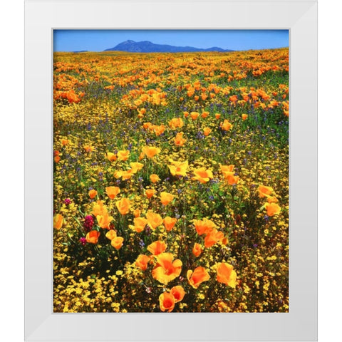 CA, Cleveland NF California poppies cover a hill White Modern Wood Framed Art Print by Talbot Frank, Christopher