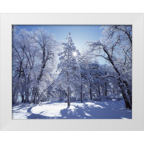 California, Cleveland NF, Laguna Mts Snowy trees White Modern Wood Framed Art Print by Talbot Frank, Christopher