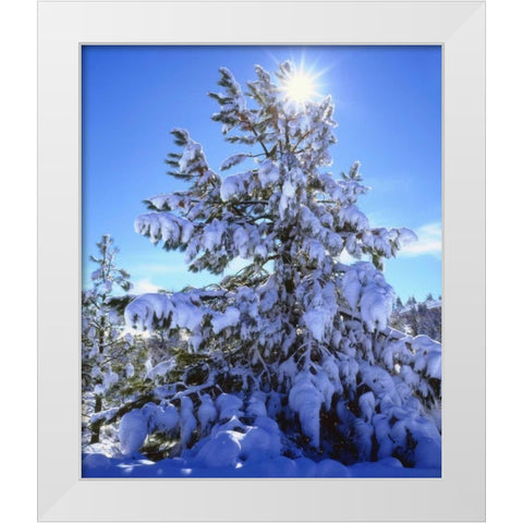 California, Cleveland NF, Laguna Mts Snowy trees White Modern Wood Framed Art Print by Talbot Frank, Christopher
