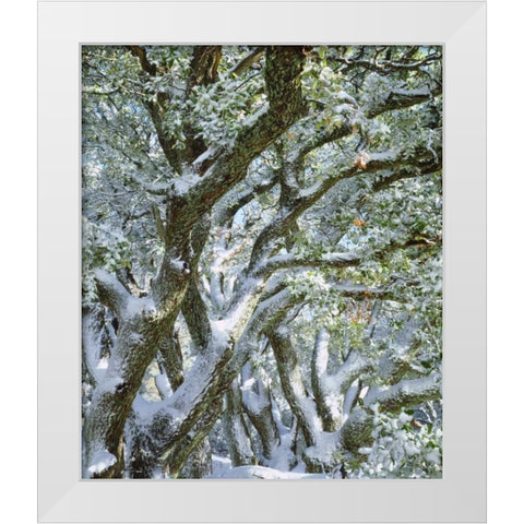 California, Cleveland NF, Laguna Mts Snowy trees White Modern Wood Framed Art Print by Talbot Frank, Christopher