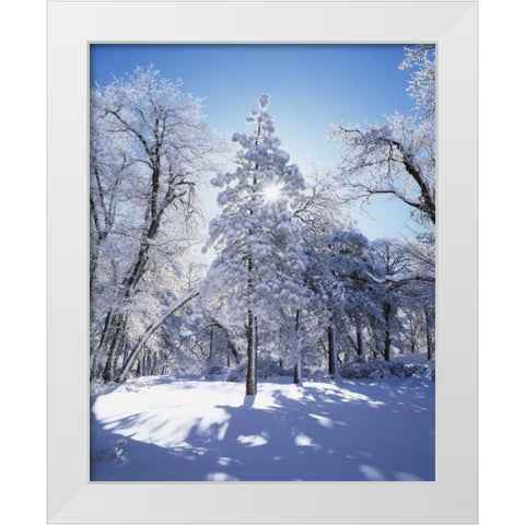 California, Cleveland NF, Laguna Mts Snowy trees White Modern Wood Framed Art Print by Talbot Frank, Christopher