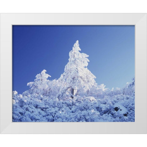 California, Cleveland NF, Laguna Mts Snowy trees White Modern Wood Framed Art Print by Talbot Frank, Christopher