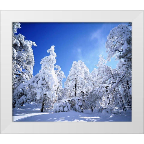 California, Cleveland NF, Laguna Mts Snowy trees White Modern Wood Framed Art Print by Talbot Frank, Christopher