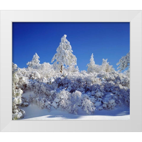 California, Cleveland NF, Laguna Mts Snowy trees White Modern Wood Framed Art Print by Talbot Frank, Christopher