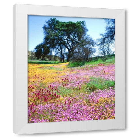 California, Cleveland NF Flowers blooming White Modern Wood Framed Art Print by Talbot Frank, Christopher