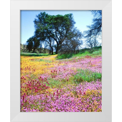 California, Cleveland NF Flowers blooming White Modern Wood Framed Art Print by Talbot Frank, Christopher
