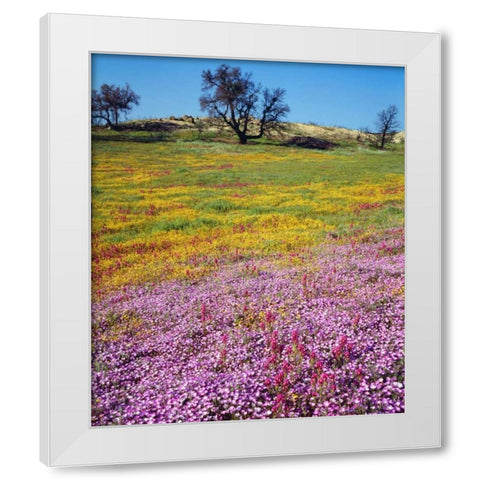 California, Cleveland NF Flowers blooming White Modern Wood Framed Art Print by Talbot Frank, Christopher