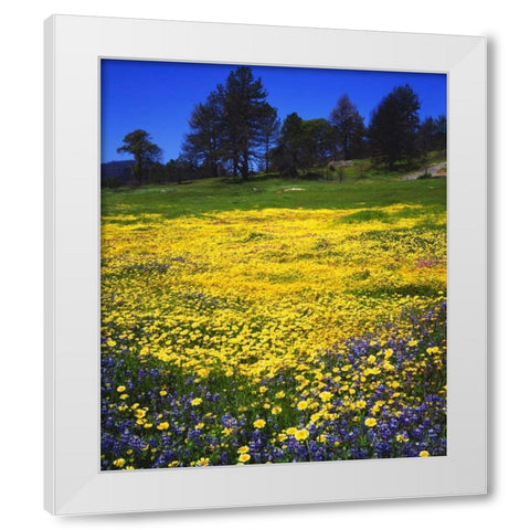 CA, Cuyamaca Rancho Lupine and Tidy Tip flowers White Modern Wood Framed Art Print by Talbot Frank, Christopher