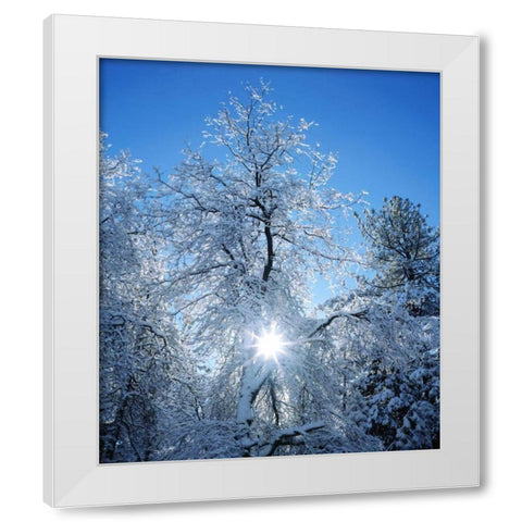 California, Cuyamaca Rancho Snow-covered trees White Modern Wood Framed Art Print by Talbot Frank, Christopher