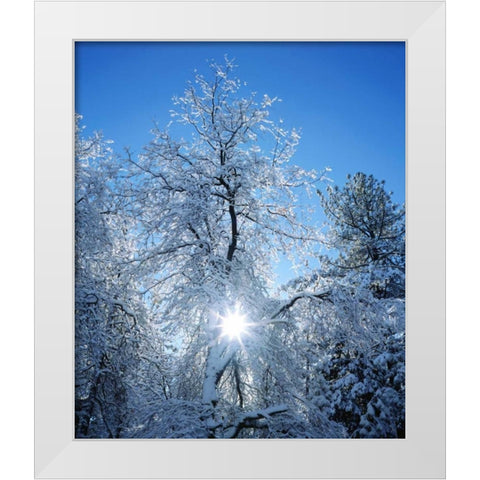 California, Cuyamaca Rancho Snow-covered trees White Modern Wood Framed Art Print by Talbot Frank, Christopher